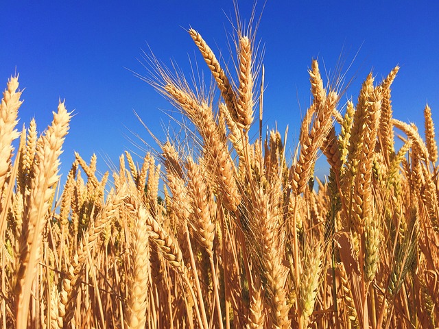 orzo