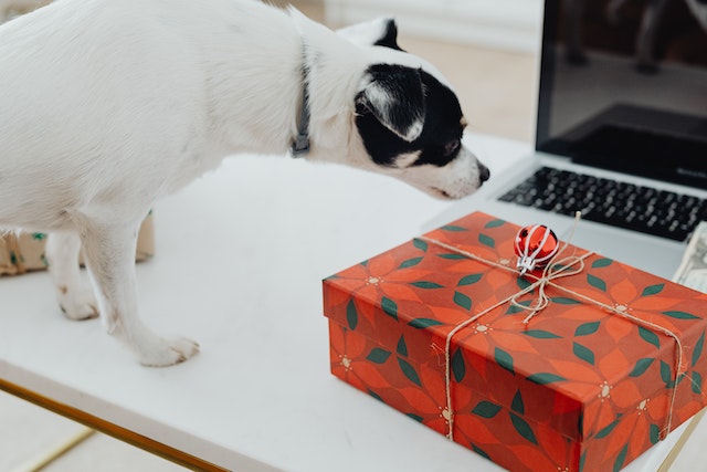 natale animali