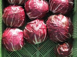 Radicchio selvatico velenoso