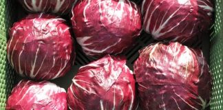 Radicchio selvatico velenoso